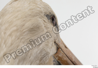 Black stork head 0007.jpg